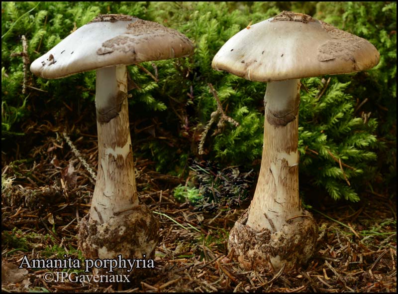 amanita-porphyria