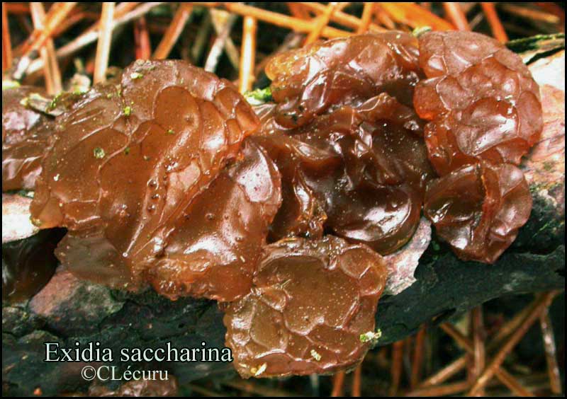 Exidia_saccharina