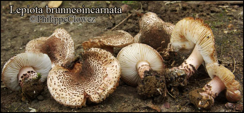 Champignon Comestible Nord Pas De Calais Lepiota_brunneoincarnata