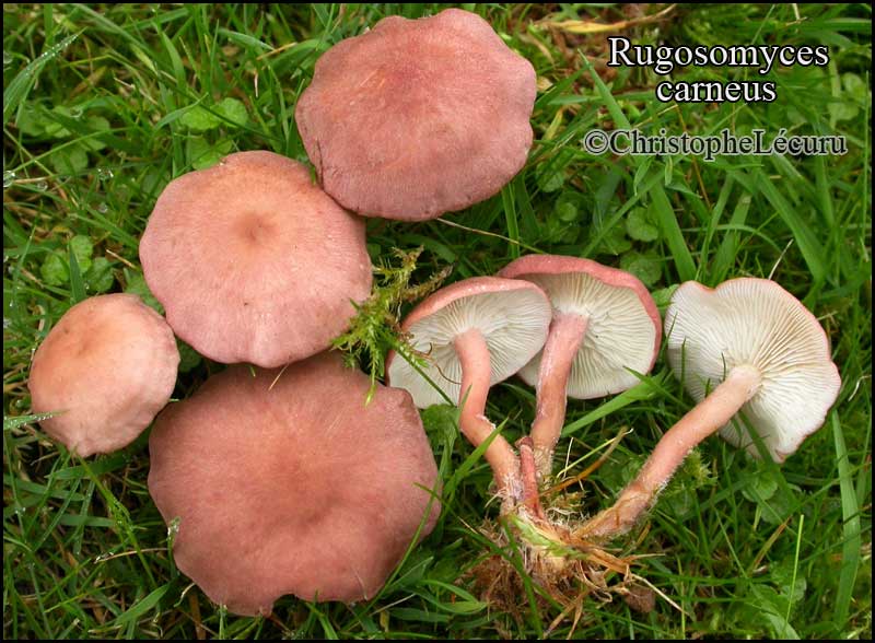 Champignon Comestible Nord Pas De Calais Rugosomyces_carneus