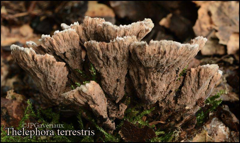 Thelephora_terrestris