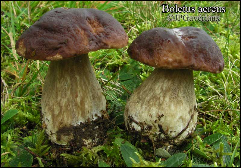 Boletus_aereus — free download