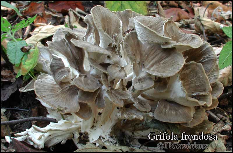 Grifola_frondosa