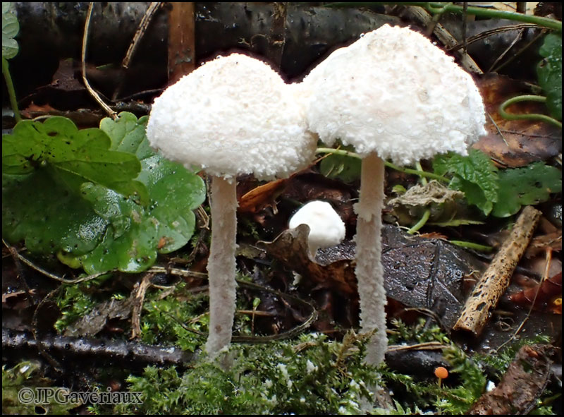 Champignon Comestible Nord Pas De Calais Cystolepiota_pulverulenta