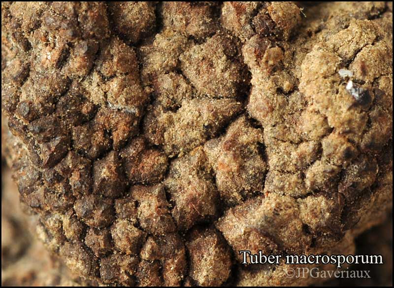 Tuber_macrosporum_02.jpg
